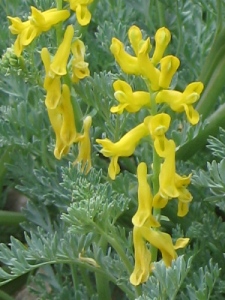 Corydalis aurea spp.